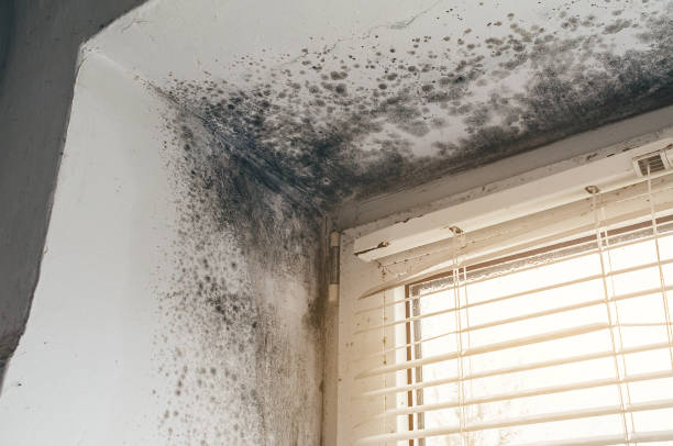 Affordable Black Mold Remediation solutions in Port Ludlow, WA